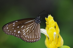 Yellow flower