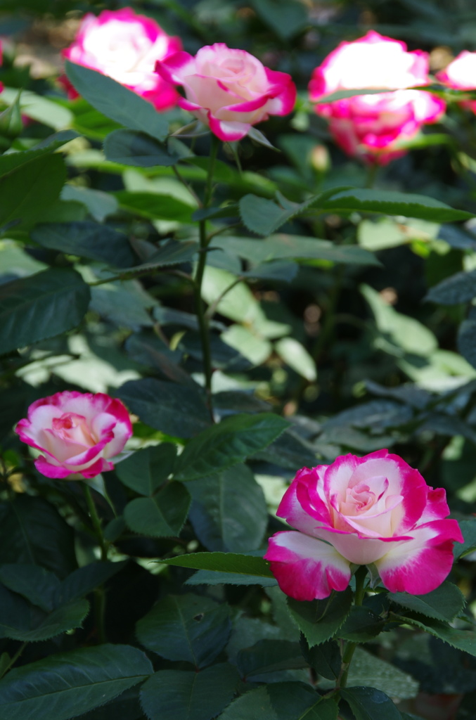 植物園散策バラ園