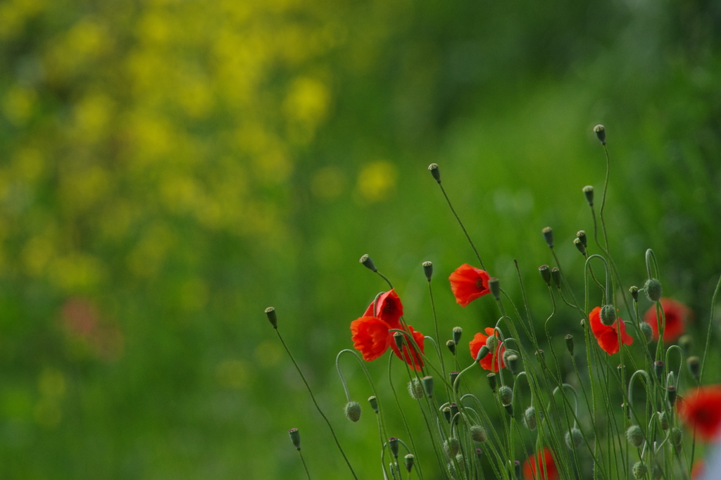 Poppy