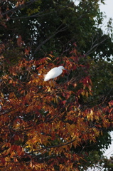 紅葉と白鷲