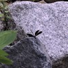 ハグロトンボ