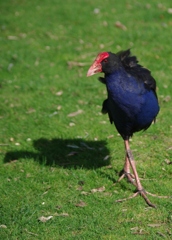 PUKEKO２