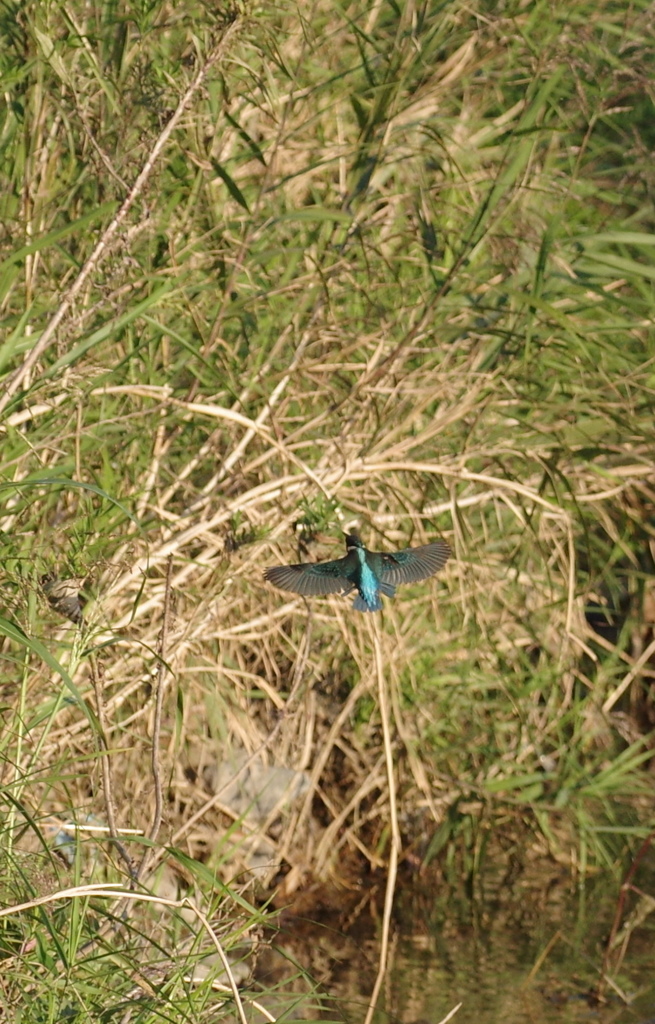 Blue Wing2