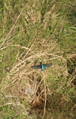 Blue Wing2