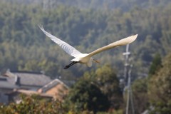 田舎の風景