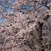 桜満開