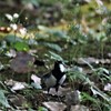 シジュウカラ３