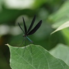 羽黒蜻蛉２