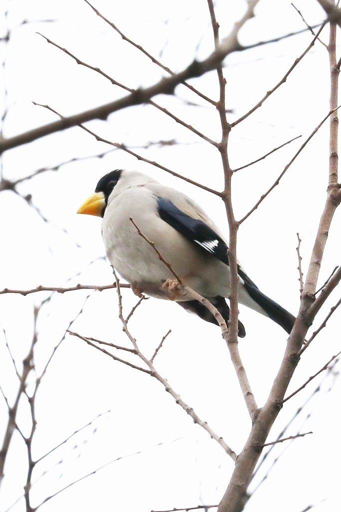 イカル２