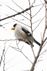 イカル２