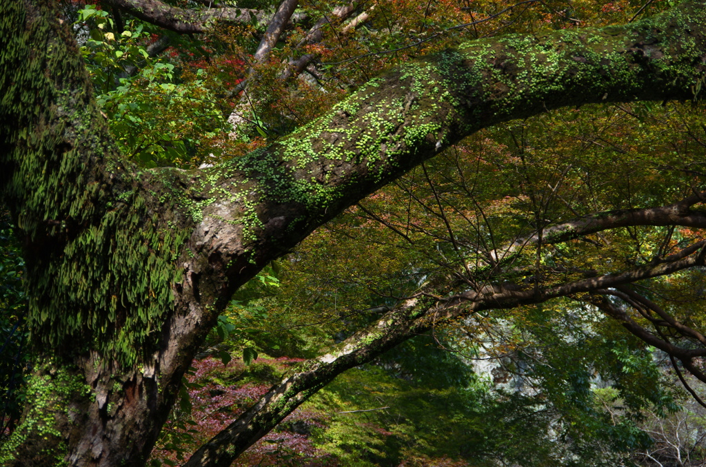 悠久の森