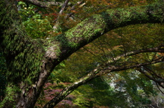 悠久の森