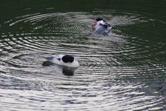 カワアイサバイブレーション