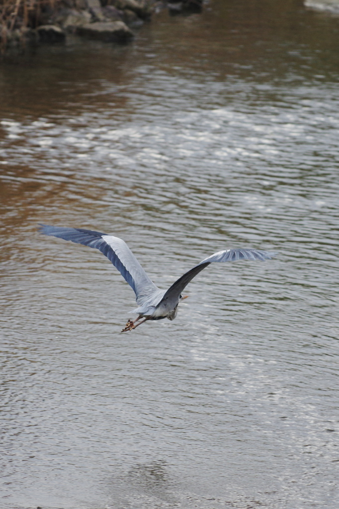 Blue heron