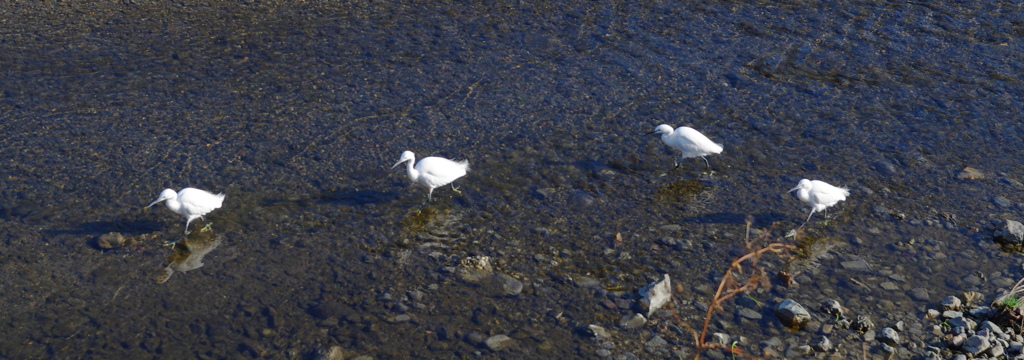 チョコボの冒険