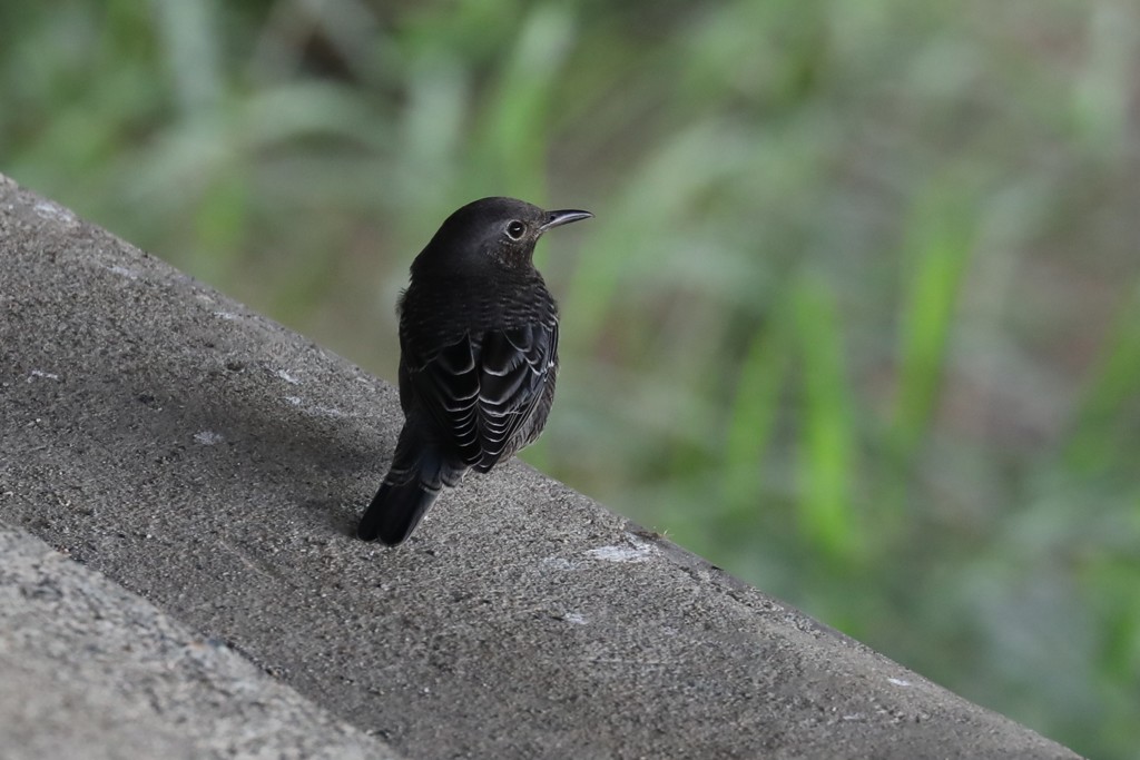 イソヒヨドリ雄幼鳥２