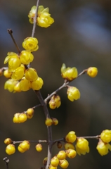 蝋梅の花