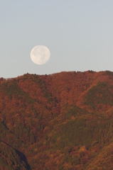 月と紅葉