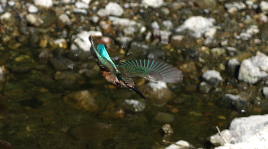 飛影