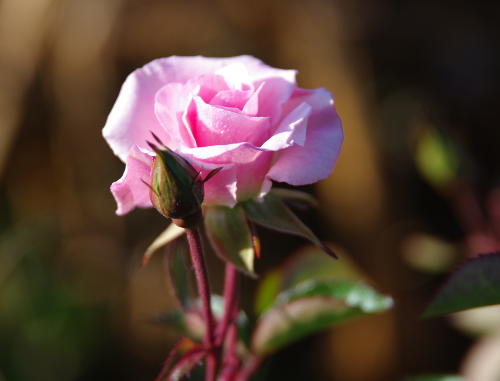 Pinkish cream