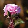 Pinkish cream