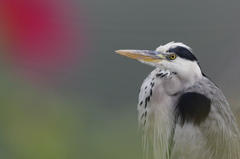 アオサギと芙蓉