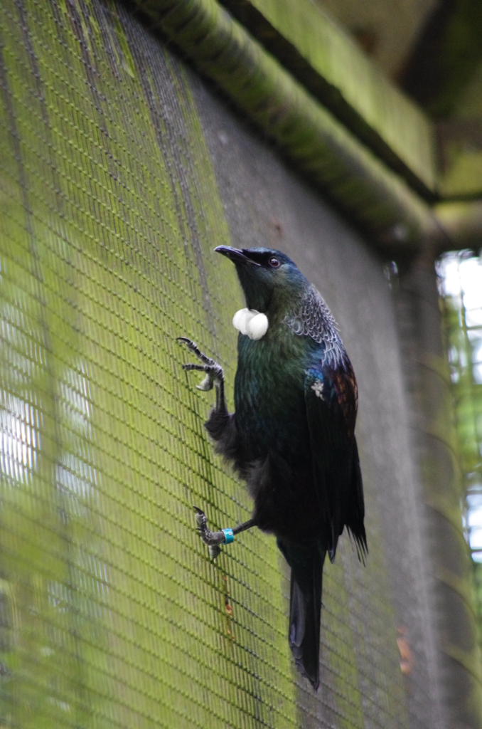 tui
