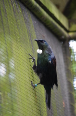 tui