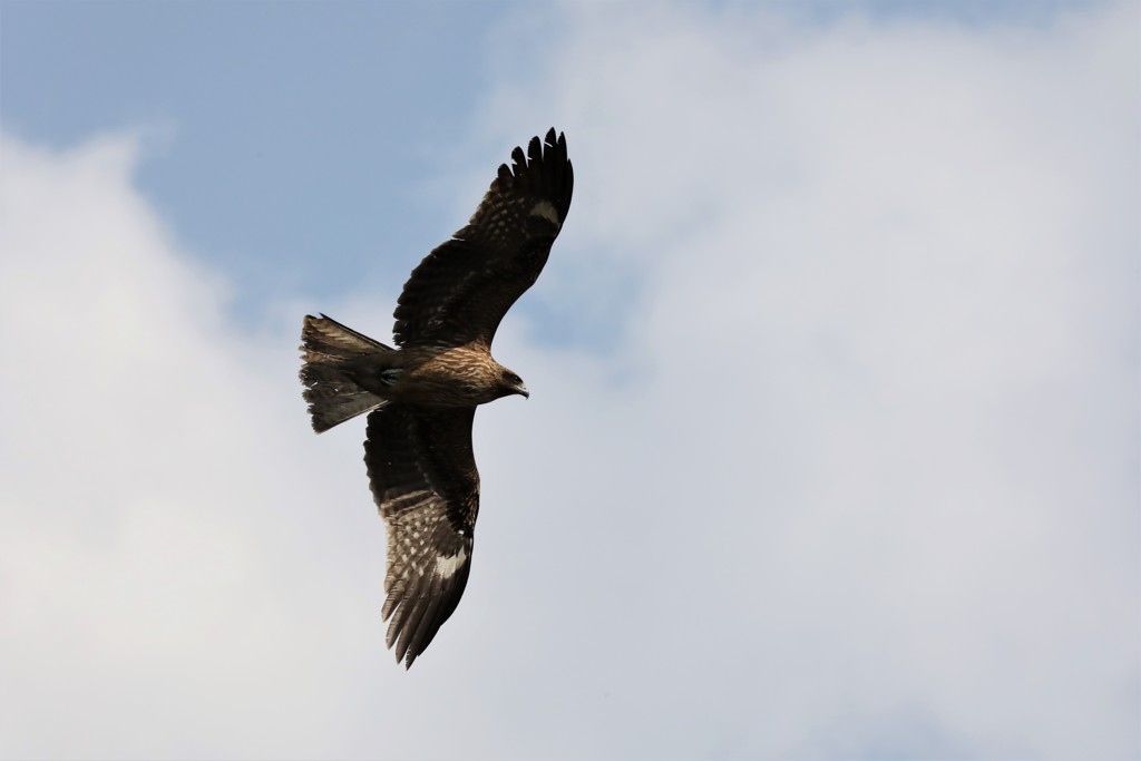 鳶２