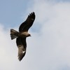 鳶２