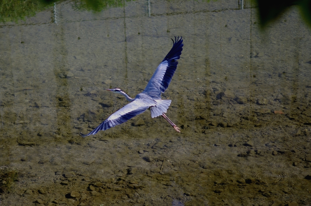アオサギ飛翔