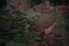 水面の秋９