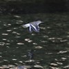 千鳥飛ぶ