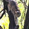 逆光猫２