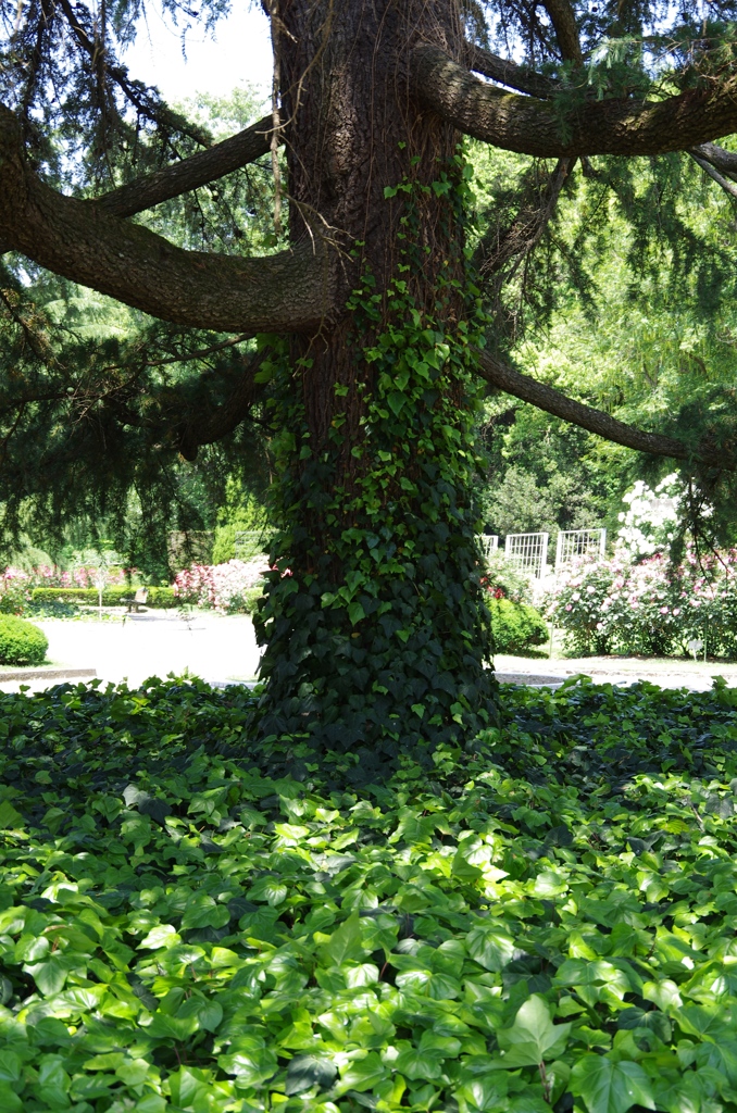 植物園散策　蔦