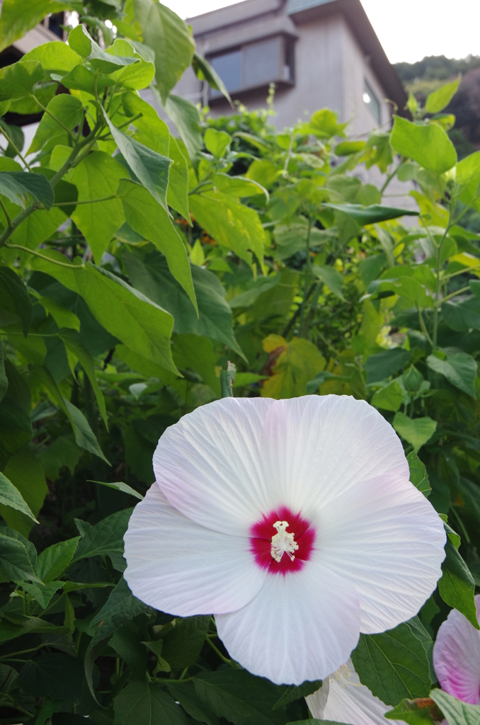 芙蓉の花