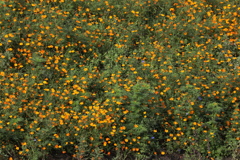 花の壁