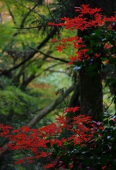 鮮やかな紅葉