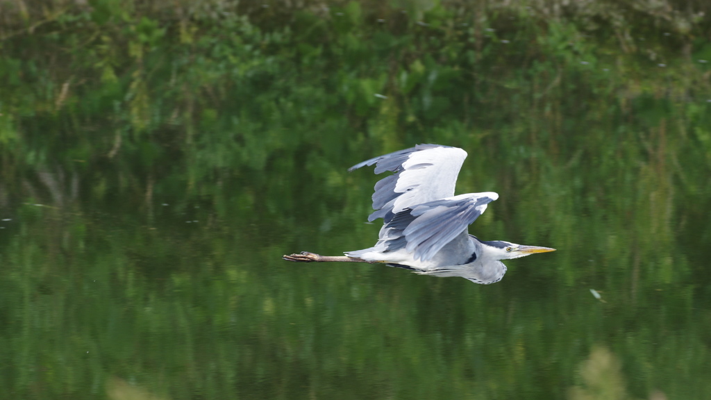 野鳥のいる風景１　アオサギ