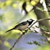 シジュウカラ４