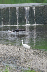 カワウ４