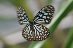 リュウキュウアサギマダラ羽ばたく