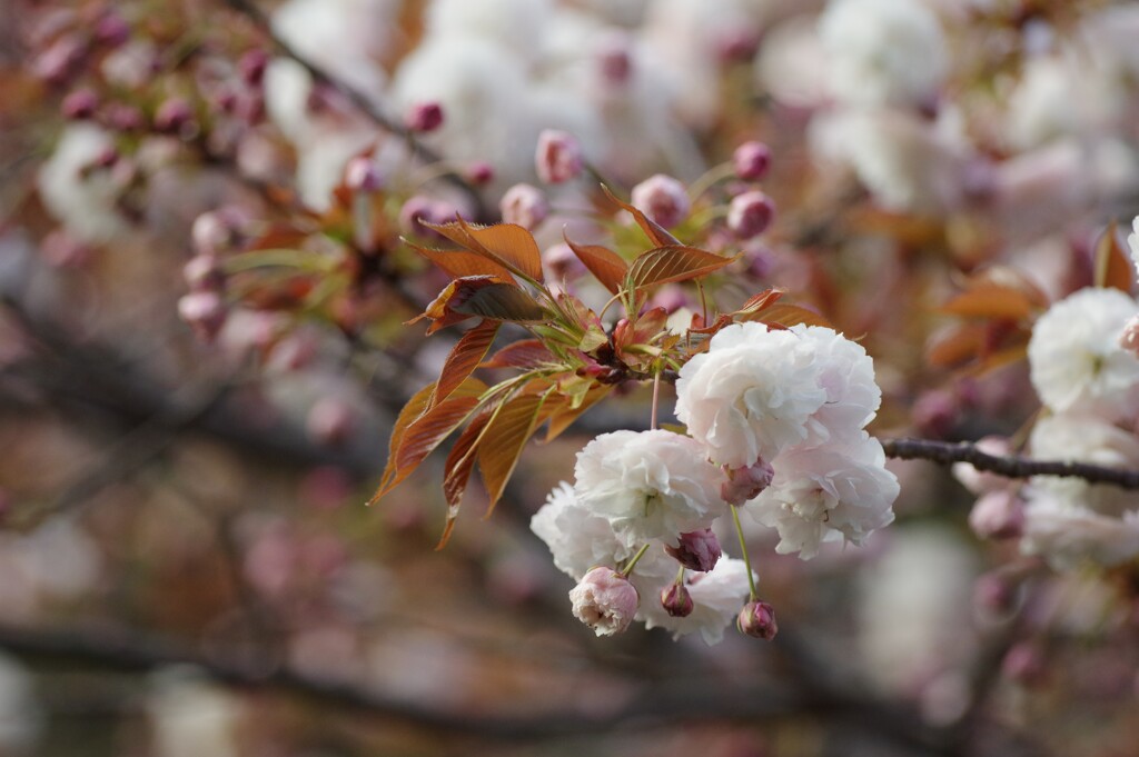 春の花５