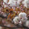 春の花５