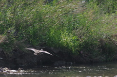 Flying