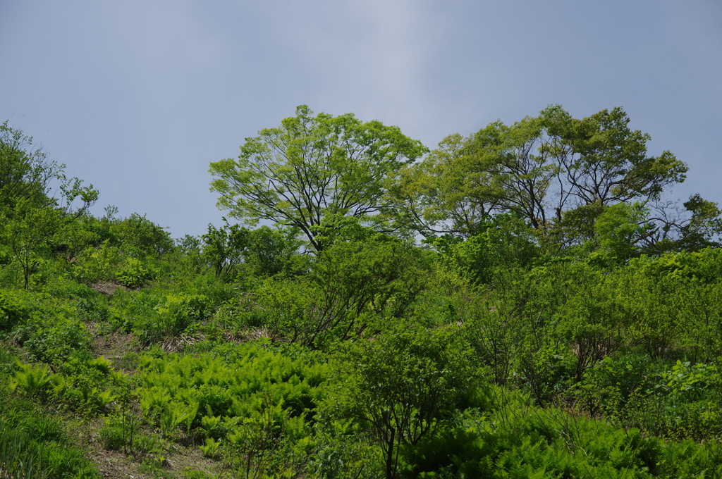 新緑の山