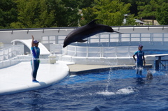 水族館イルカショー１１