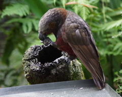 kaka