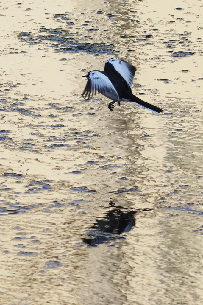 セグロセキレイ３