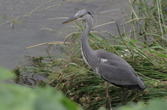 Young　アオサギ１
